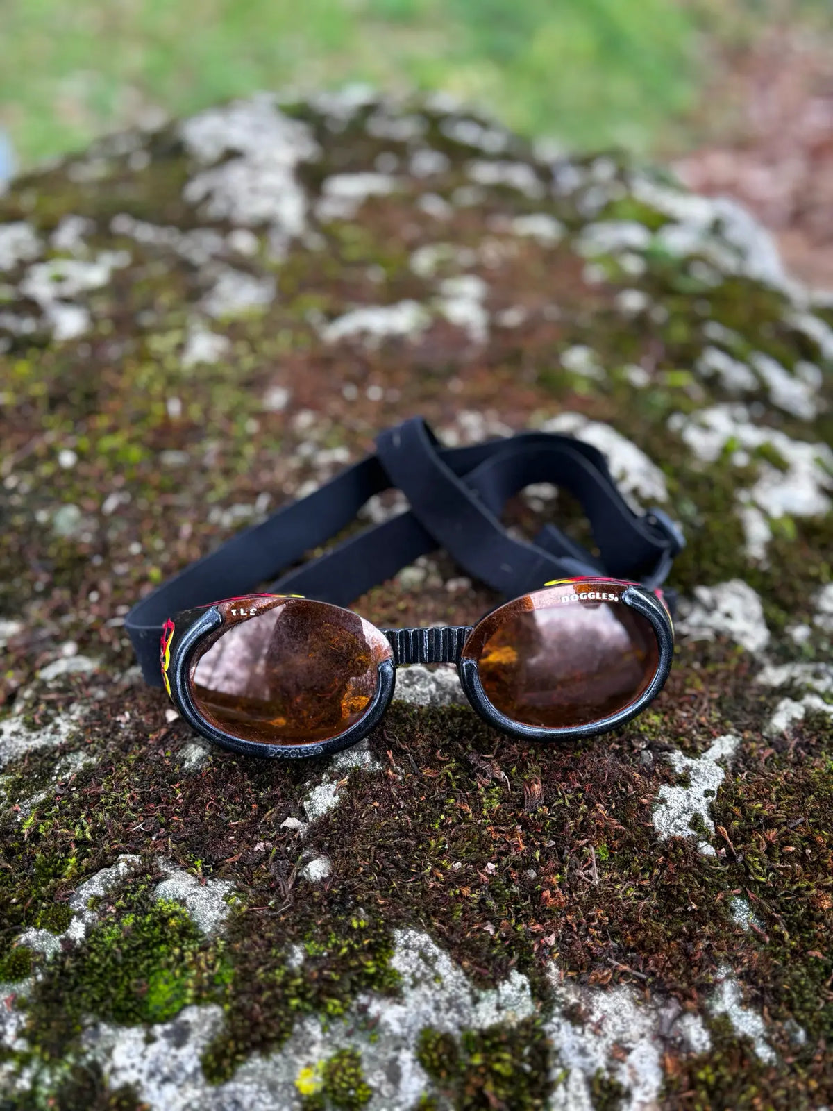 Lunette chien XL