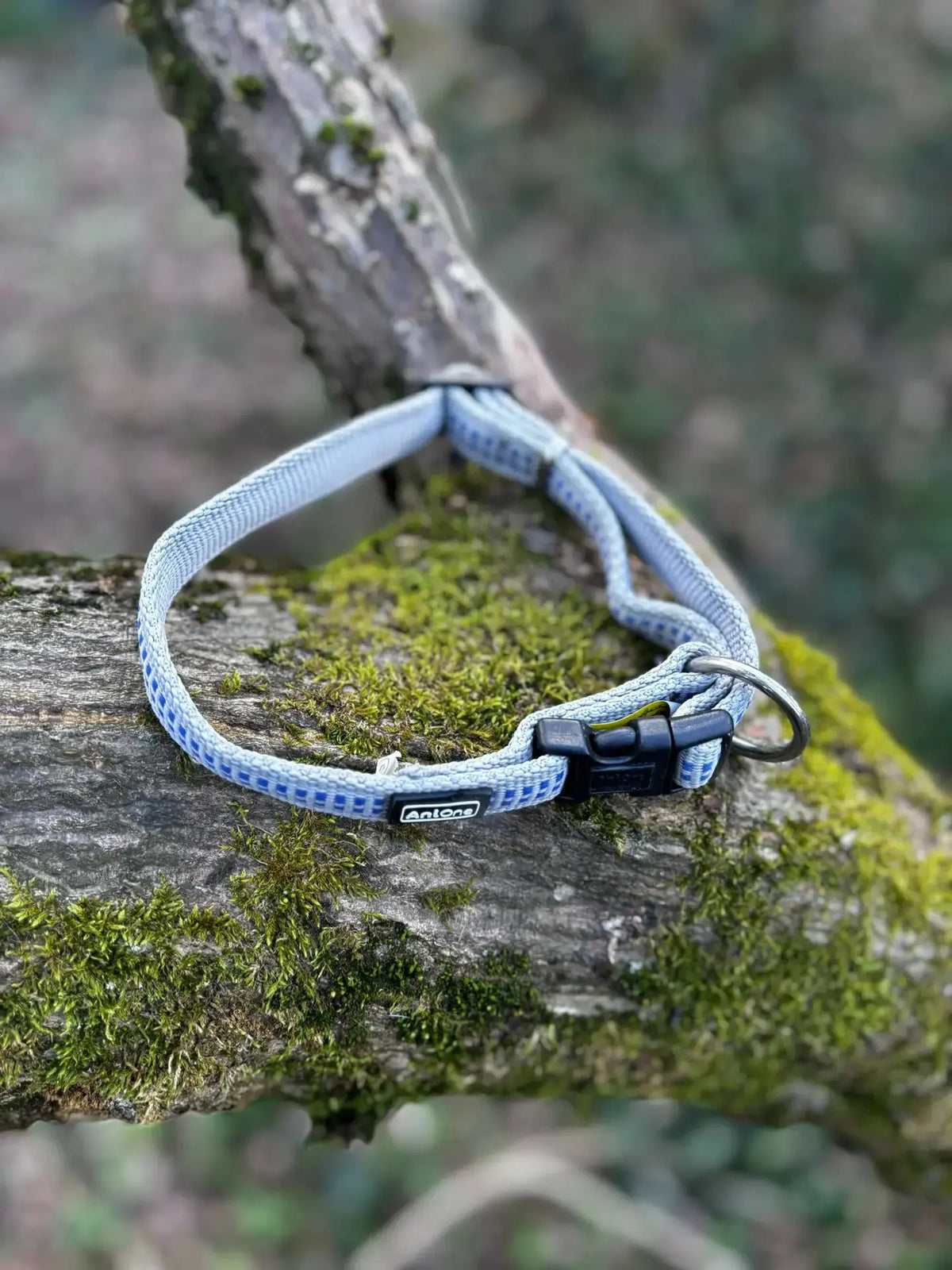 Collier Anione 26 - 42cm