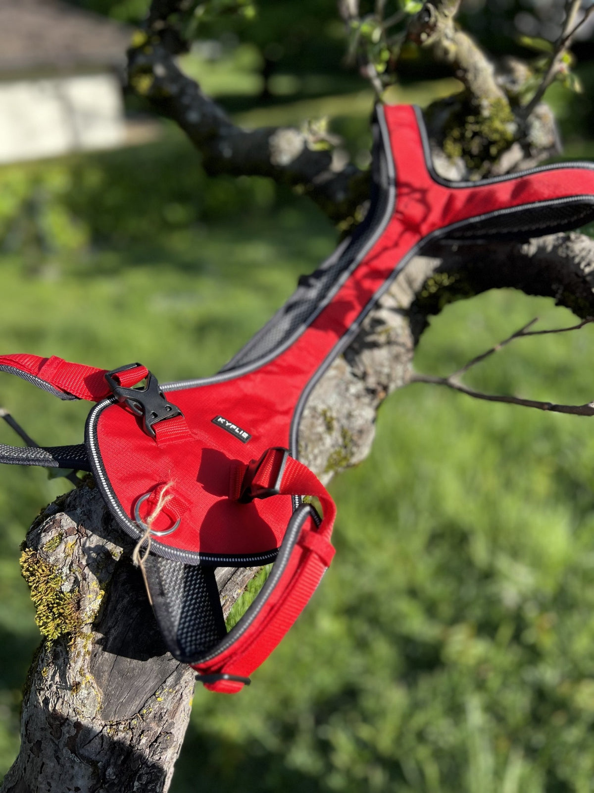 Harnais traction Kyflie T8