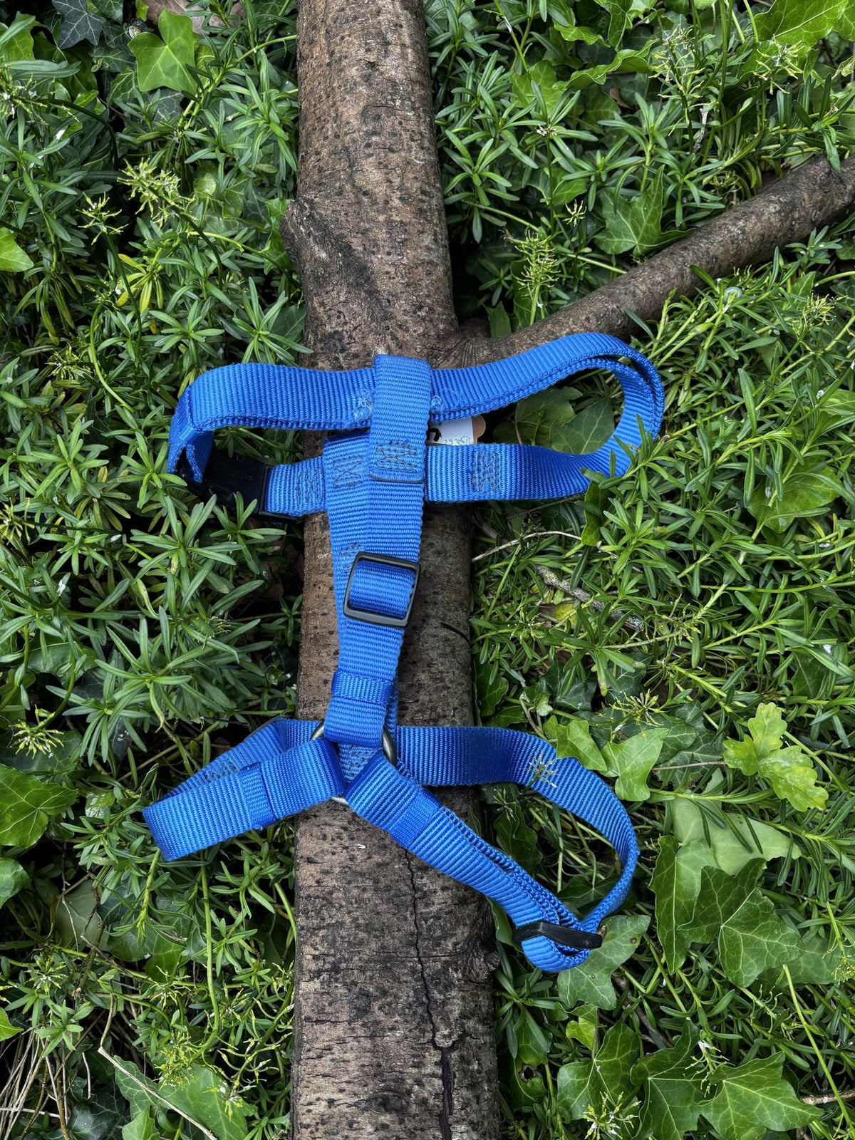 Harnais H bleu L-XL