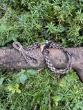 Collier/laisse 33- 52cm