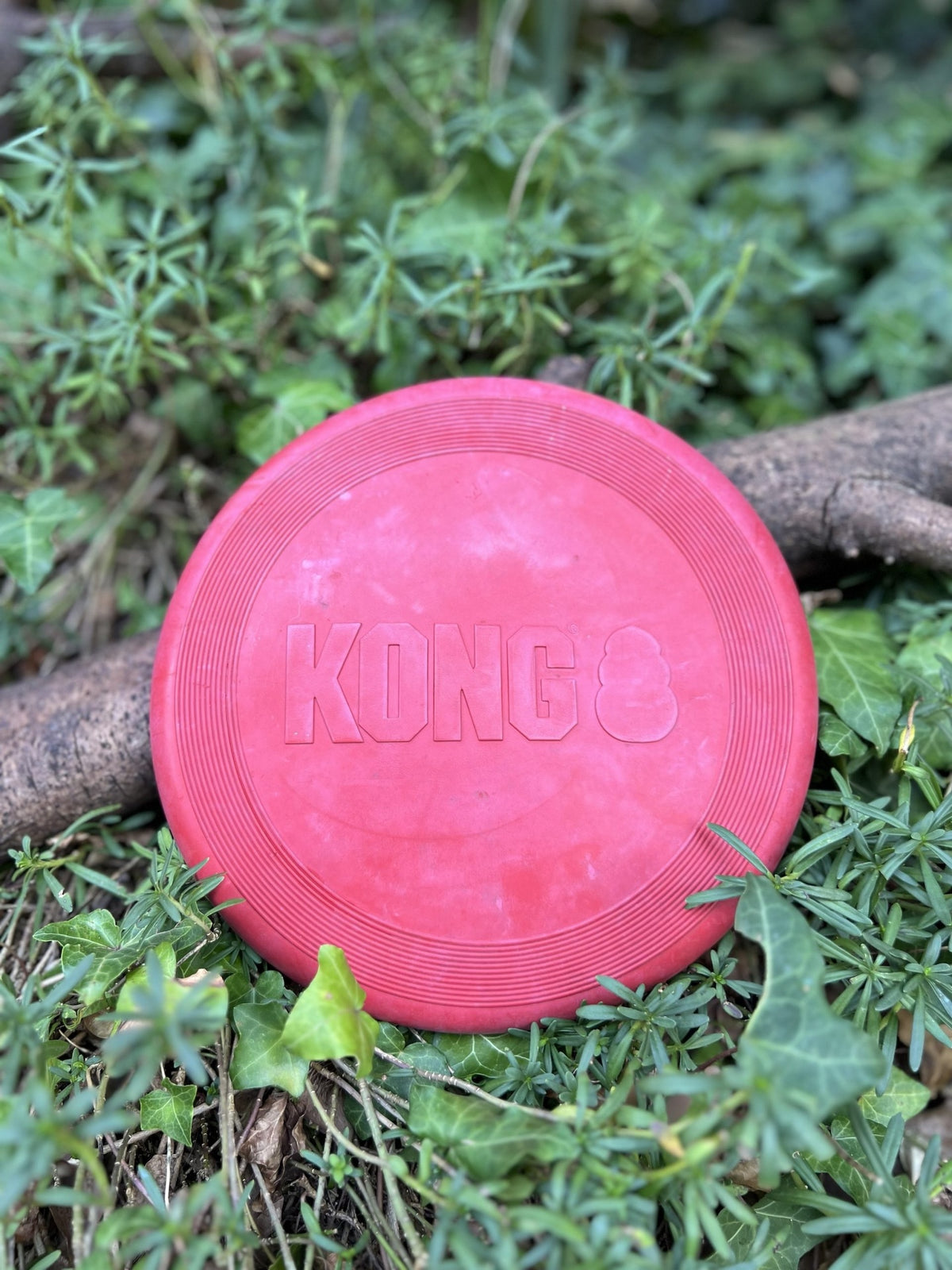 Frisbee Kong