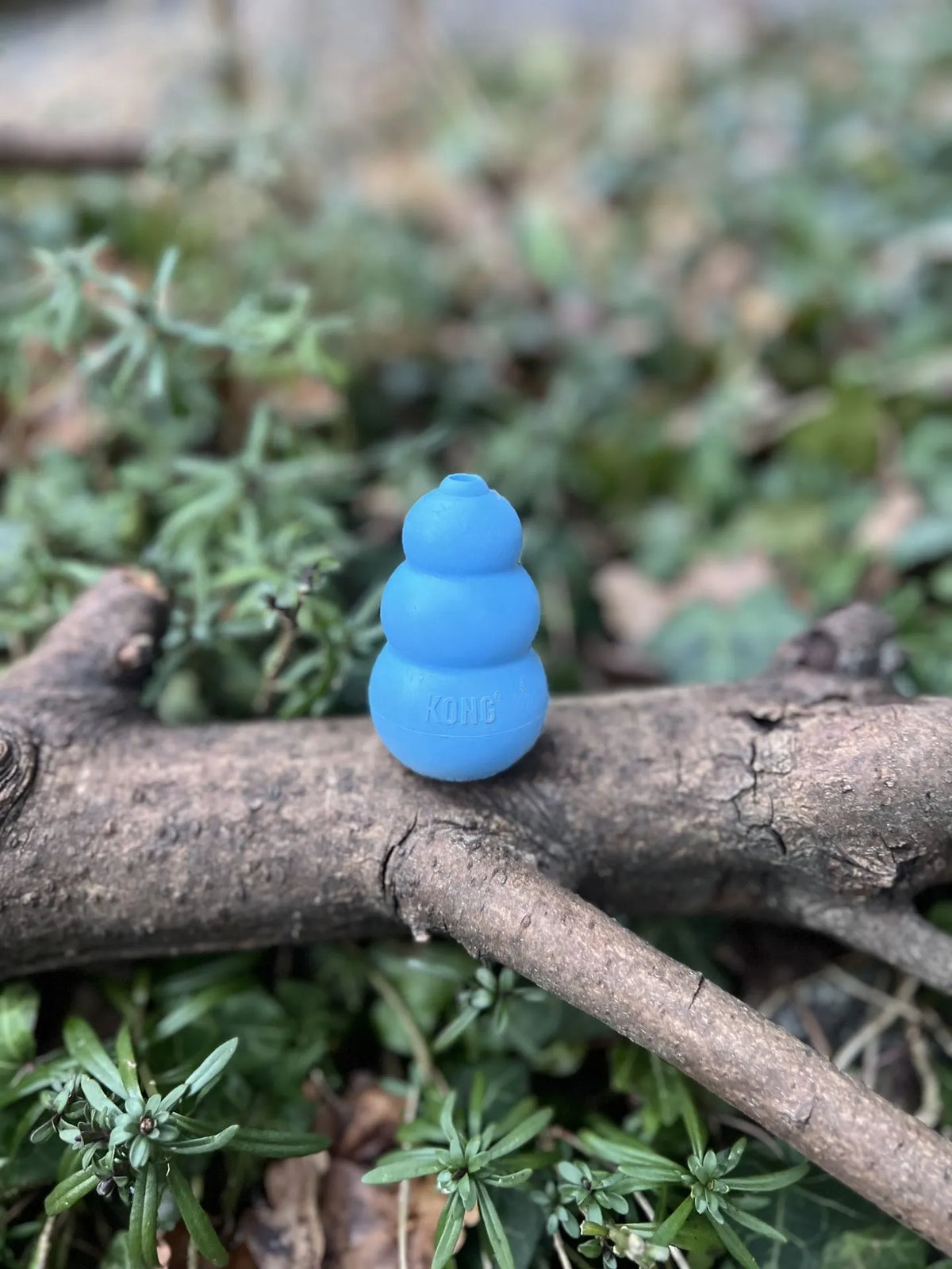 Kong puppy S
