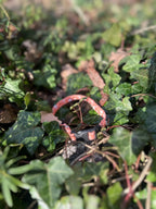 Collier tissu 21 - 28cm étoiles, photo 2