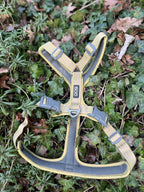Dog Copenhaguen L Walk air vert