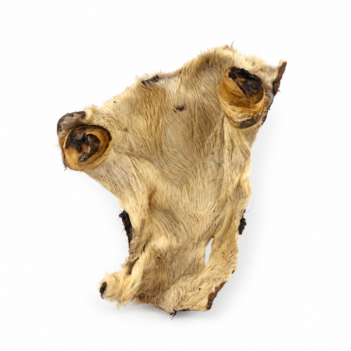 Plaque de peau de bœuf séchée avec poils - L / XL Seconde Patte