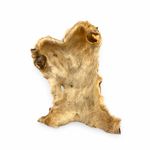 Plaque de peau de bœuf séchée avec poils - L / XL Seconde Patte