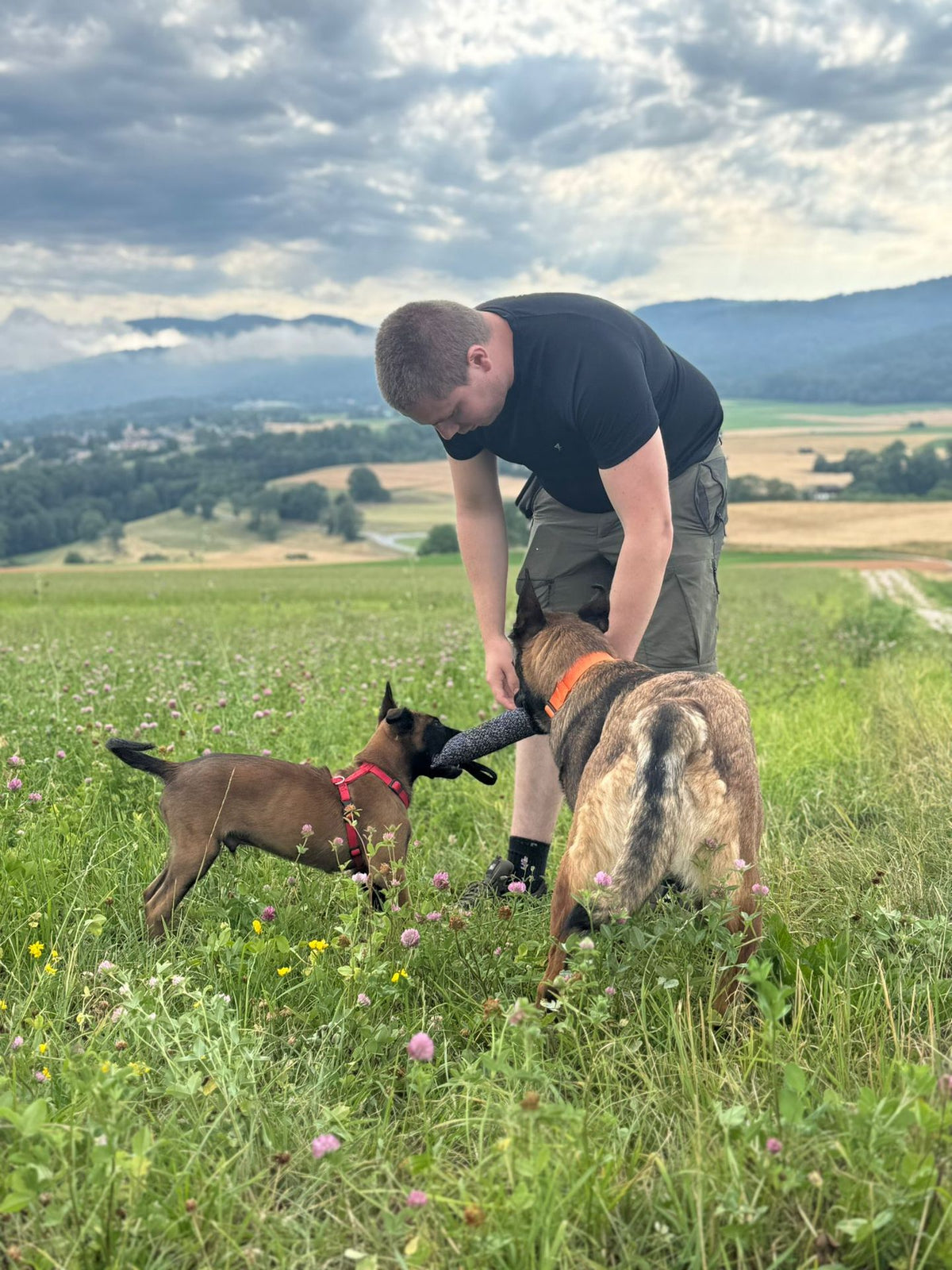 Éducateur canin avec un chiot malinois et un chien adulte dans un pré fleuri