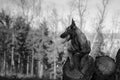 Berger belge assis sur des souches en forêt, en noir et blanc