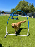 Golden retriever qui passe sous un arceau de hoopers sur le parc