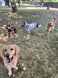 Quatre chiens qui jouent ensemble sur l'herbe du parc de loisir