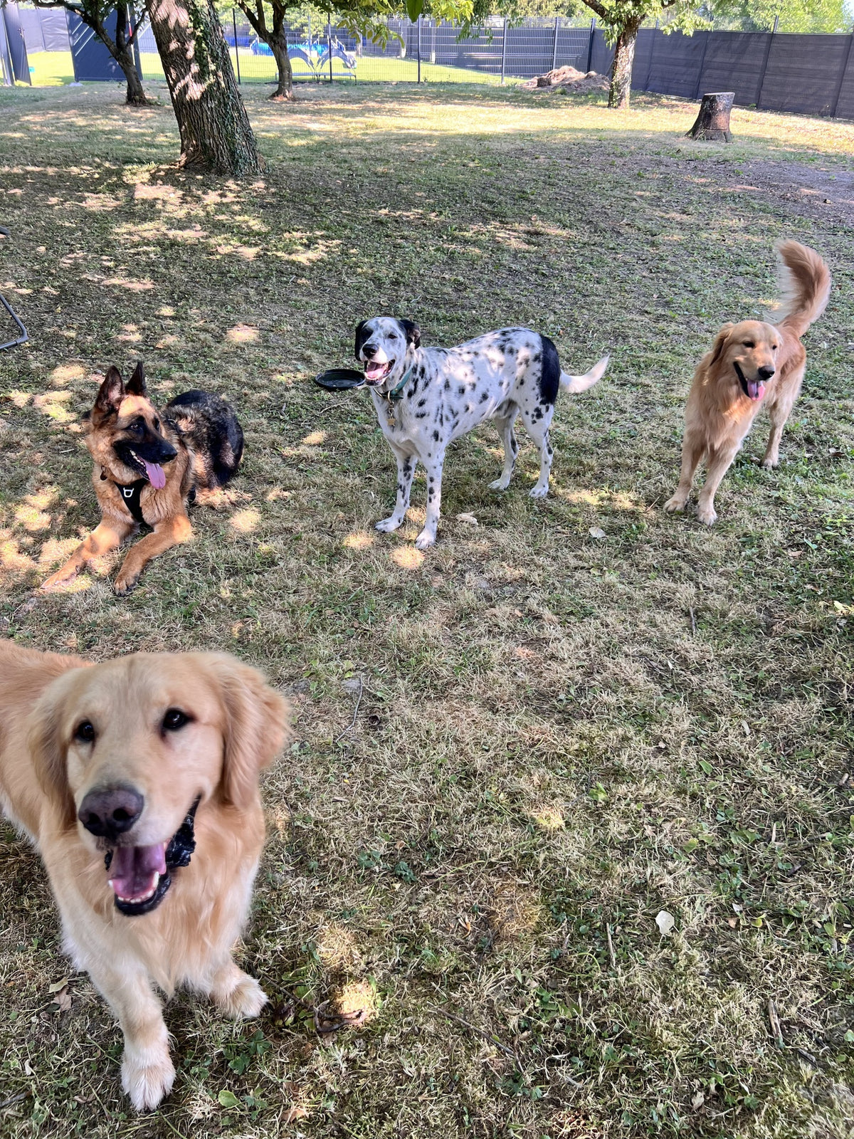 Quatre chiens qui jouent ensemble sur l'herbe du parc de loisir