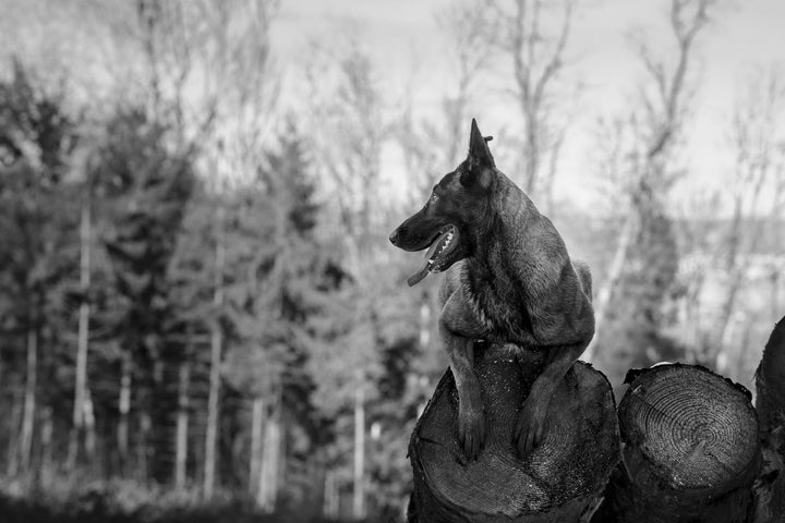 Joy, berger noir et feu, assise sur des rondins en forêt, en noir et blanc