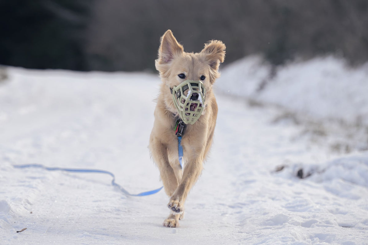 Lucky, chien roux muselé, court sur un chemin enneigé