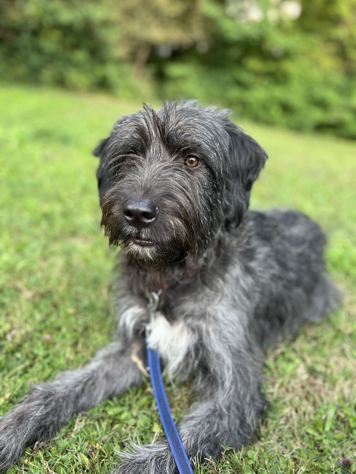 Nina, chienne au poil gris hirsute, couchée dans l'herbe