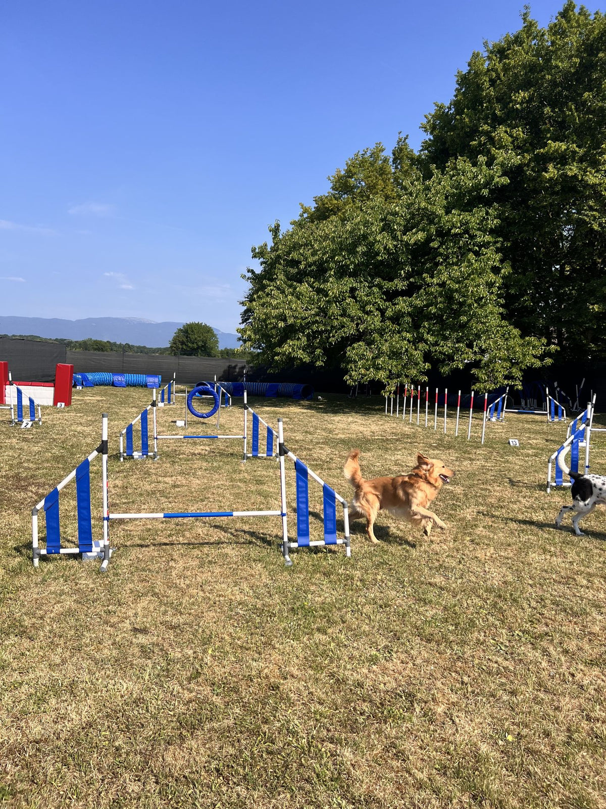 Un golden retriever court entre les obstacles d'agility du parc