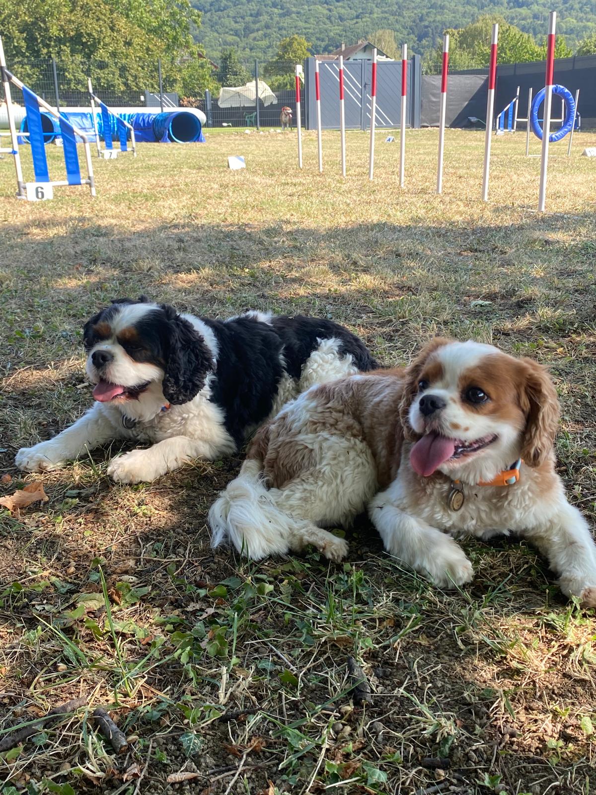 Deux cavaliers king charles allongés dans l'herbe, piquets de slalom derrière eux