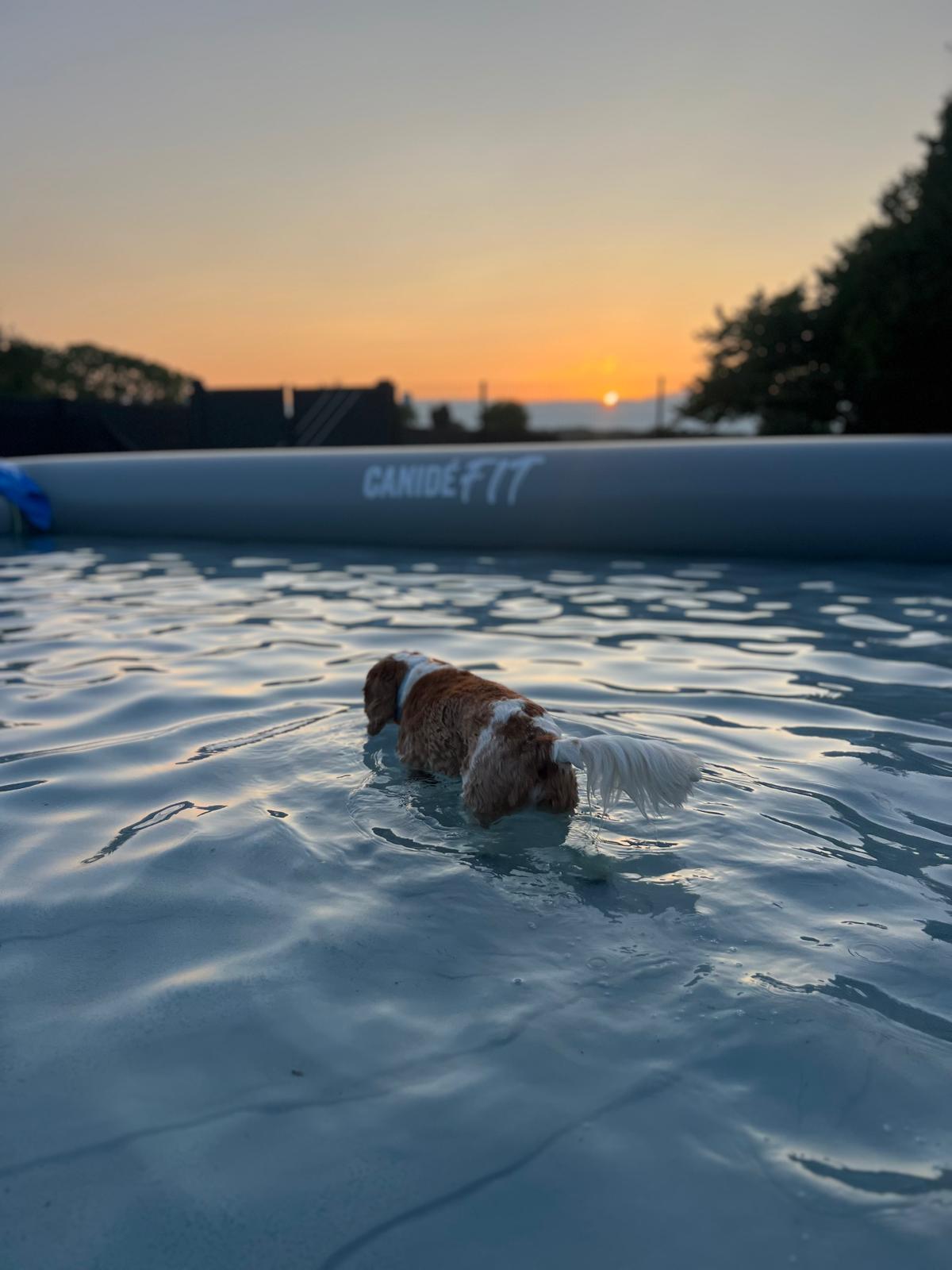 Un chien nage dans la piscine du parc au coucher du soleil