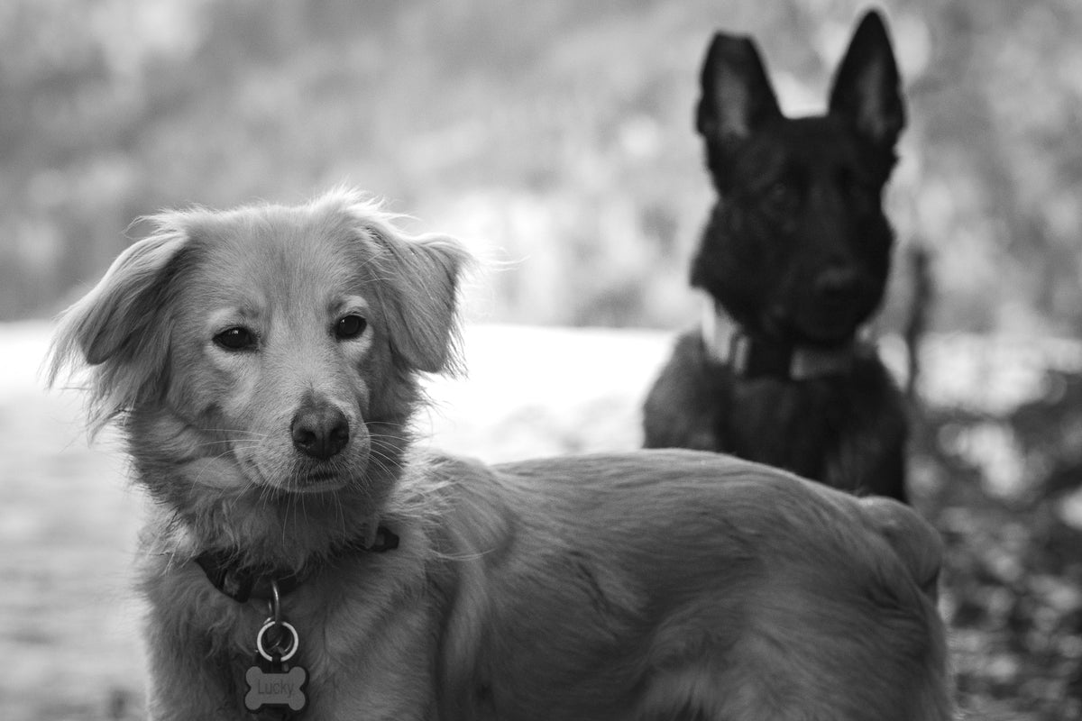 Un chien au poil long et un berger noir côte à côte, en noir et blanc