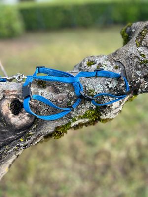 [1049] Harnais XS avec laisse