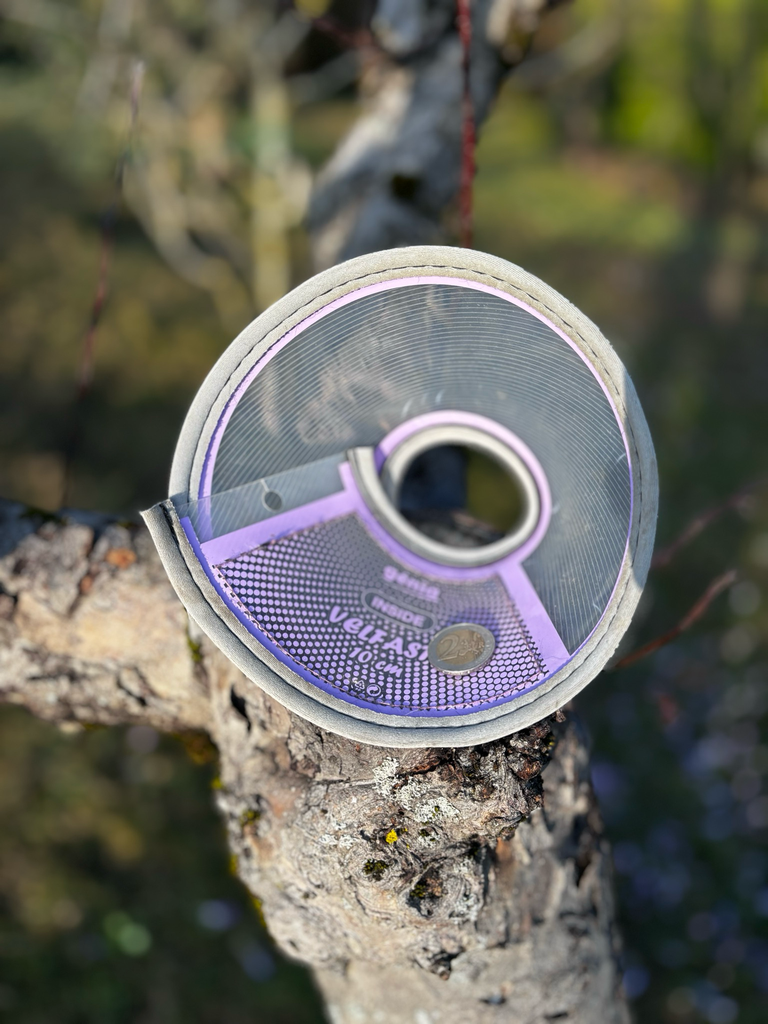 [1682] Collerette 10cm