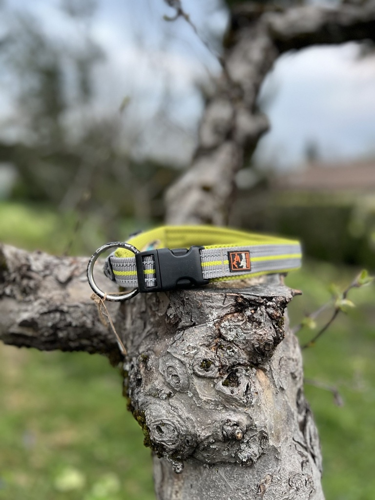 [2131.7] Collier dogscreek L