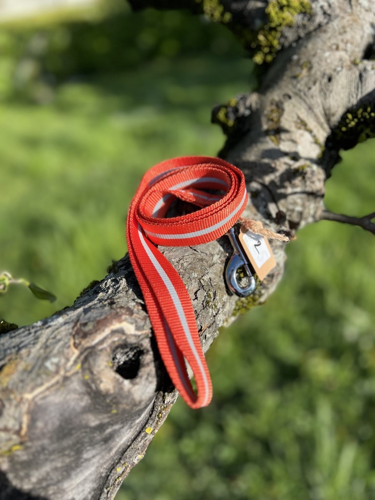 [2026] Laisse orange 120cm