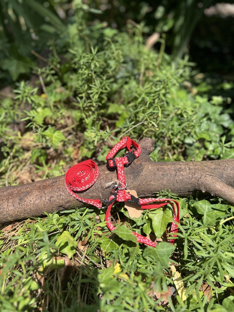 [2190harnaisrouge] Harnais XS/S avec laisse rouge