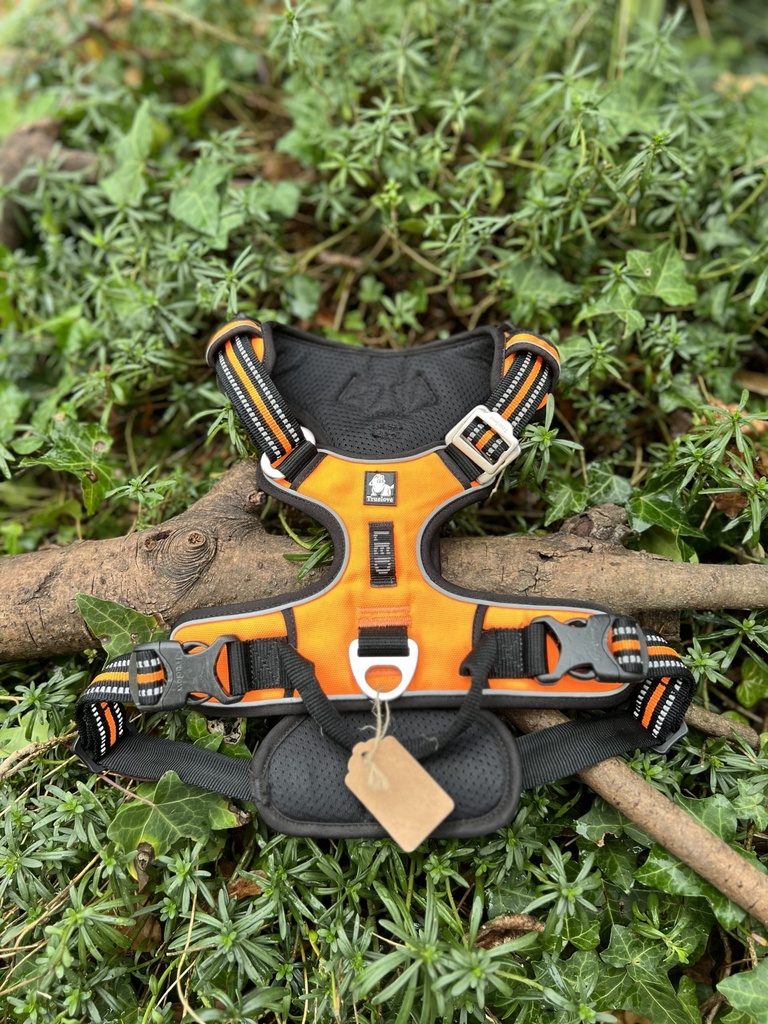 [2331orange] Harnais true love L