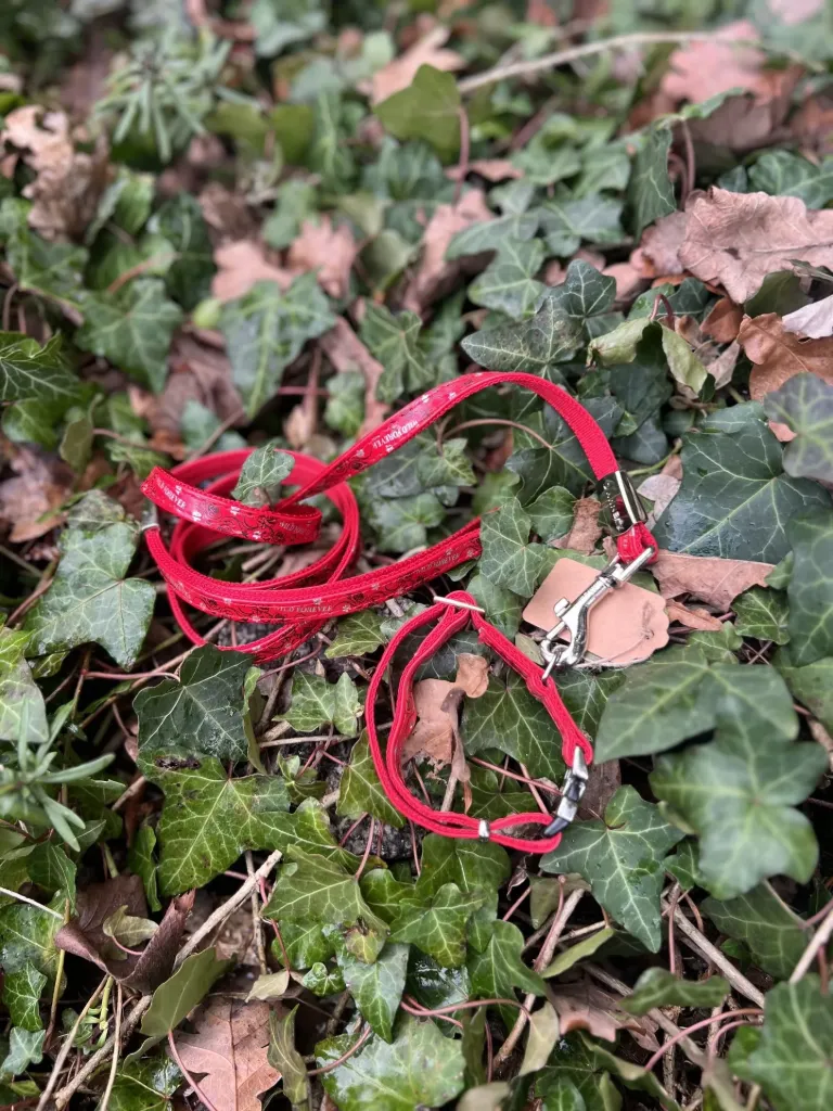 [sp25] Ensemble 21 - 31 cm