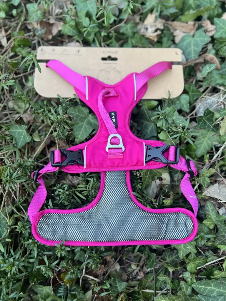 [Sp.76] Kyflie Momentum rose L